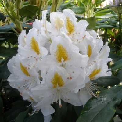 Różanecznik MADAME MASSON  biały